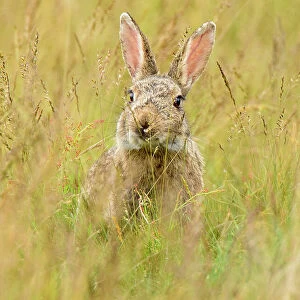 European rabbit (Oryctolagus cuniculus) feeding in long grass. Suffolk, UK. May