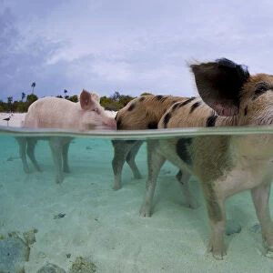 A family group of domestic pigs (Sus domestica) bathing in the sea. Exuma Cays, Bahamas