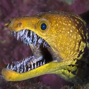 Fangtooth moray eel (Enchelycore anatina) with mouth open, Grand Canaria, Canary Islands, Spain