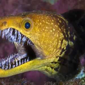 Fangtooth moray eel (Enchelycore anatina) with mouth open, Grand Canaria, Canary Islands, Spain