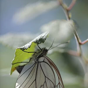 Female Black veined white butterfly (Aporia crataegi) laying eggs on Buckthorn, Lagadin region
