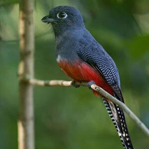 Trogons Collection: Blue Crowned Trogon
