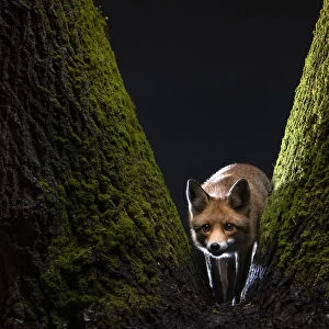 Female Red fox (Vulpes vulpes) cautiously staring at the camera from the base of a moss-covered tree, Hungary. January