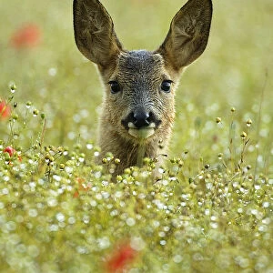 Female Roe deer {Capreolus capreolus} head portrait in flowering field, England, UK
