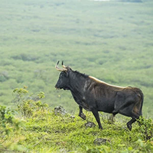 Feral domestic cattle, Puerto Fragata, Isabela Island, Galapagos