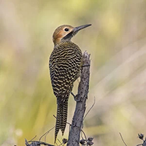 Woodpeckers Collection: Fernandinas Flicker