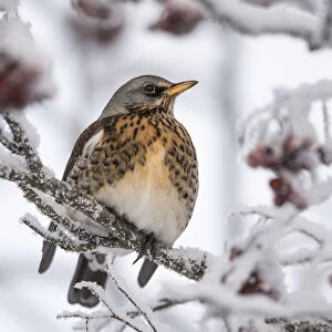 Thrushes Collection: Fieldfare