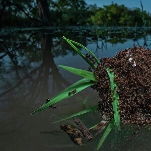 Fire ants (Solenopsis sp. ) swarm making a raft to float in water, Texas, USA. June