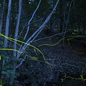 Firefly (Lamprohiza splendidula) light trails in woodland at night, multiple exposure