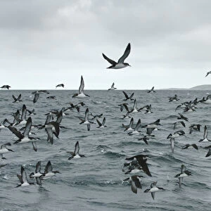 Shearwaters Collection: Manx Shearwater