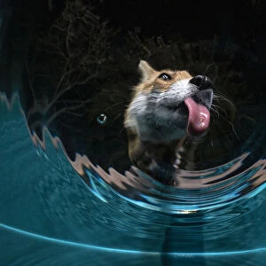 Fox (Vulpes vulpes) drinking water from a sauna pool in a garden