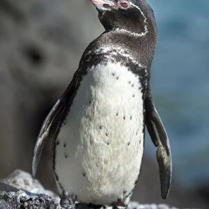 Galapagos penguin (Spheniscus mendiculus) Caleta Iguana, Isabela Island, Galapagos