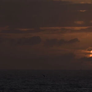 Gannet (Morus bassanus) in flight is silhouetted against the setting sun. Shetland Islands
