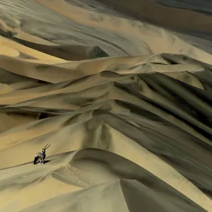 Gemsbok (Oryx gazella) in sand dunes, Namibia