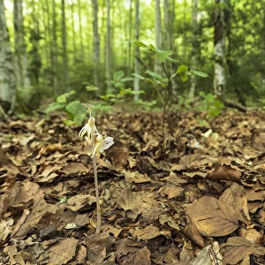 Ghost orchid (Epipogium aphyllum) flowering in leaf litter on forest floor