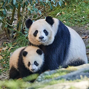 Giant panda (Ailuropoda melanoleuca) cub Yuandudu, aged 8 months, sitting beside her mother, Huan Huan, Beauval ZooPark, France, April, 2022. Captive