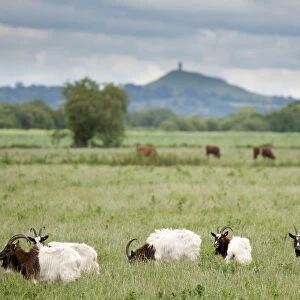 Goats and Cattle grazing on farmland at Shapwick Heath (Somerset Wildlife Trust) Nature Reserve