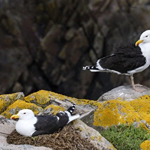 Great black-backed gull (Larus marinus) on nest, Saltee Island, County Wexford, Ireland. June