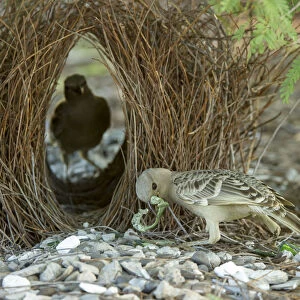 Bowerbirds Collection: Western Bowerbird