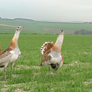 Bustards Collection: Great Bustard