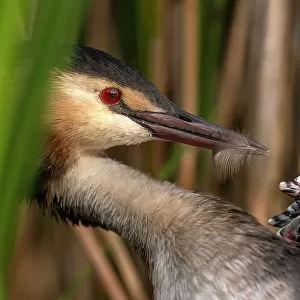 Grebes Collection: Western Grebe
