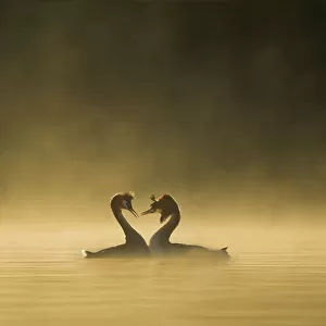 Great crested grebes (Podiceps cristatus) performing courtship ritual at dawn, Cheshire, UK April