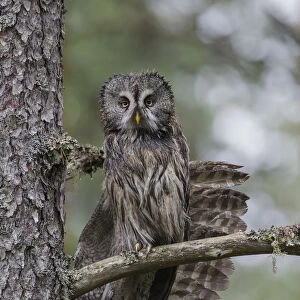 Great grey owl (Strix nebulosa) perched in a tree stretching its wing in light rain