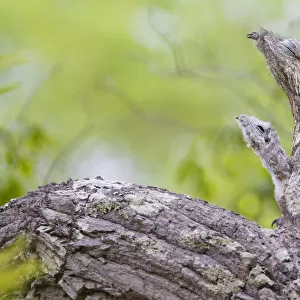 Potoos Collection: Great Potoo