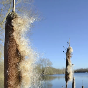 Greater Bullrush / Reedmace (Typha latifolia) with seeds emerging in winter ready