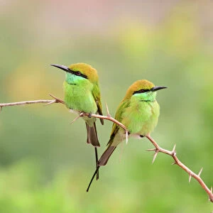 Coraciiformes Collection: Bee Eaters