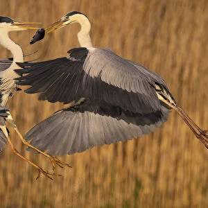 Two Grey heron (Ardea cinerea) fighting over a fish, Pusztaszer reserve, Hungary. May
