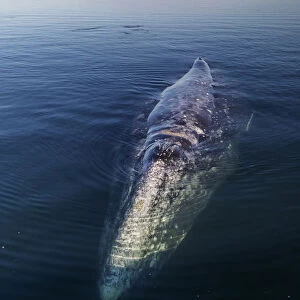 Grey whale (Eschrichtius robustus), Magdalena Bay, Baja California, Mexico, February