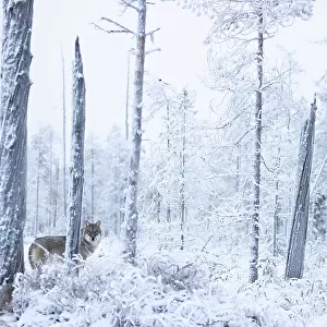 Grey wolf (Canis lupus) standing among trees in snow-covered forest, Finland. November