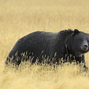 Grizzly bear (Ursus arctos horribilis) walking through long grass, Yellowstone NP