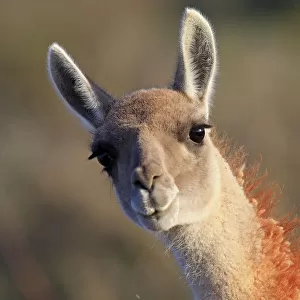 Camelids Collection: Guanaco