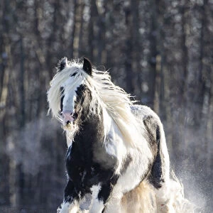 Horses Collection: Gypsy Vanner Horse