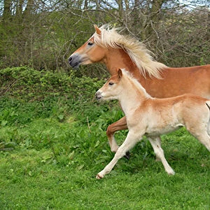 Haflinger Horse