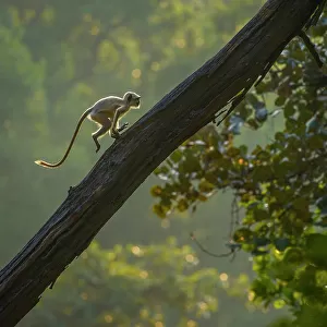 Hanuman langur (Presbytis entellus) juvenile, running up tree trunk, Bandhavgarh National Park, India