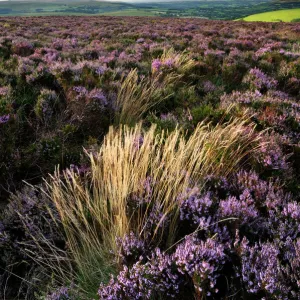 Heather and moorland view, near Birch tor, Dartmoor NP, Devon, UK, August 2008