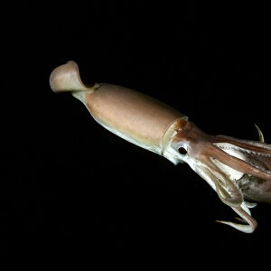Humboldt squid (Dosidicus gigas) cannibalising another squid of the same species