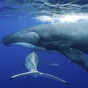 Humpback Whale (Megaptera novaeangliae) mother and calf. Tonga, South Pacific, September