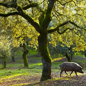 Iberian black pig foraging in oak woodland, Sierra de Aracena Natural Park, Huelva