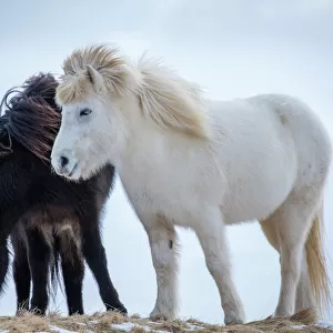 Horses Collection: Icelandic Horse