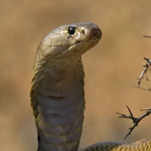 Cobra Collection: Spectacled Cobra