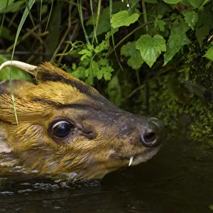 Cervidae Collection: Reeves Muntjac