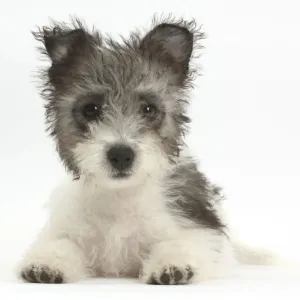 Jack Russell x Westie puppy age 12 weeks