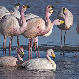 Flamingos Collection: Jamess Flamingo