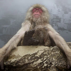Japanese macaque (Macaca fuscata) relaxing in hot spring in Jigokudani, Yaenkoen