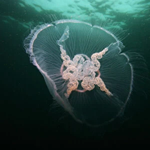 Jellyfish, Mull, Scotland, June 2009