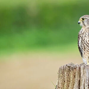 Falcons Collection: Spotted Kestrel